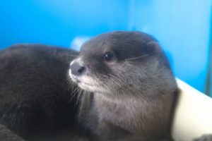 糖尿病の足病変 － 足病変の原因と壊疽・潰瘍予防のフットケアを含めた 